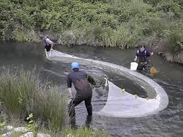 Fishermen casting nets in the river