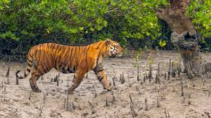 sundarban